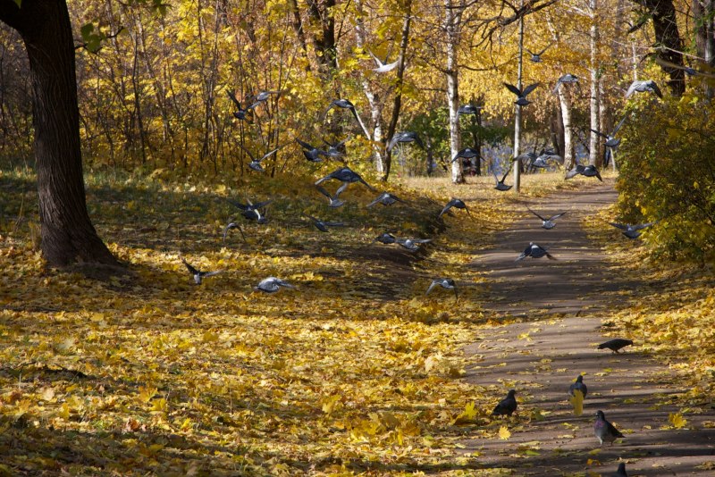 Осень журавлиный Клин