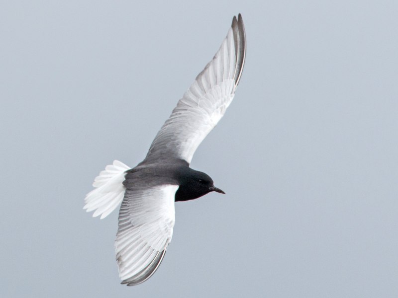 Белокрылая птица фото белокрылая птица (76 фото)