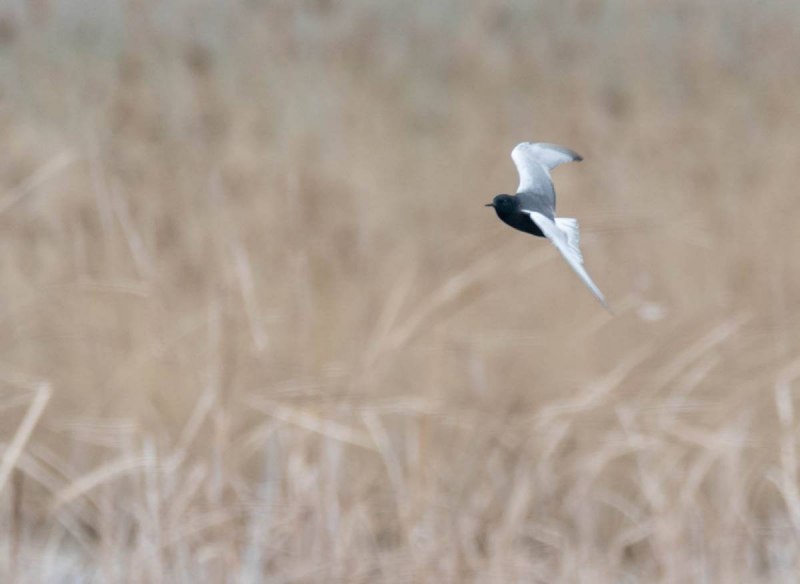 Terns птица