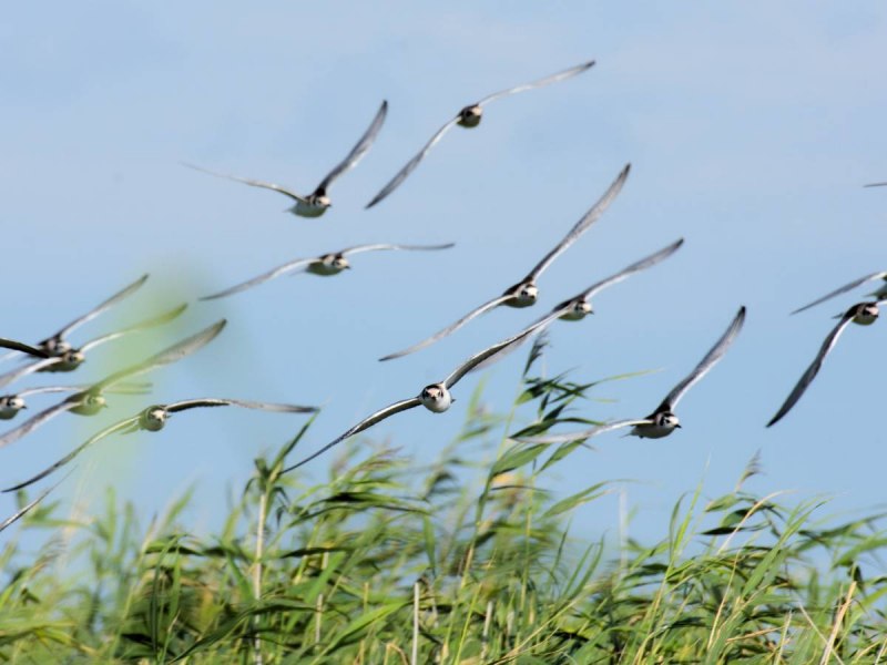 Loxia leucoptera белокрылый Клест