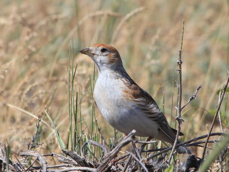 Loxia leucoptera