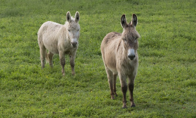 Donkey cock