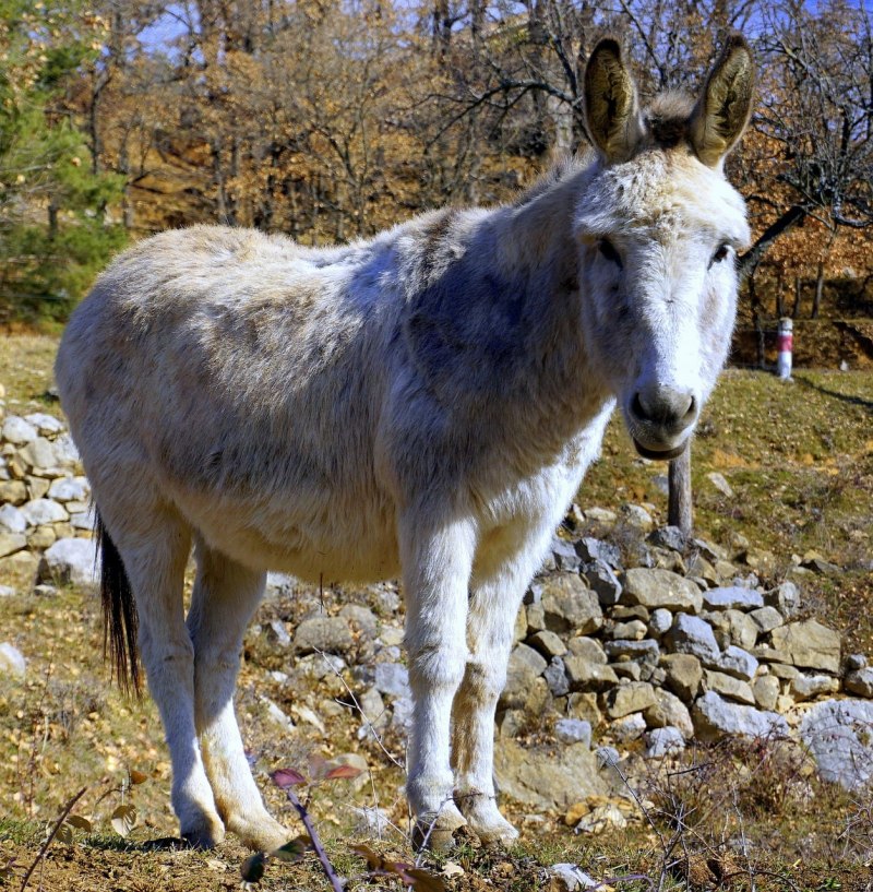 Пиренейский осел