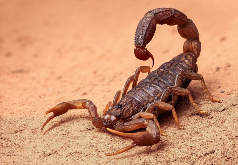Скорпион Centruroides exilicauda