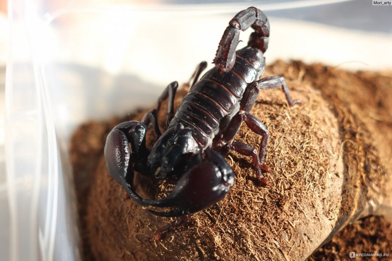 Аризонский Скорпион