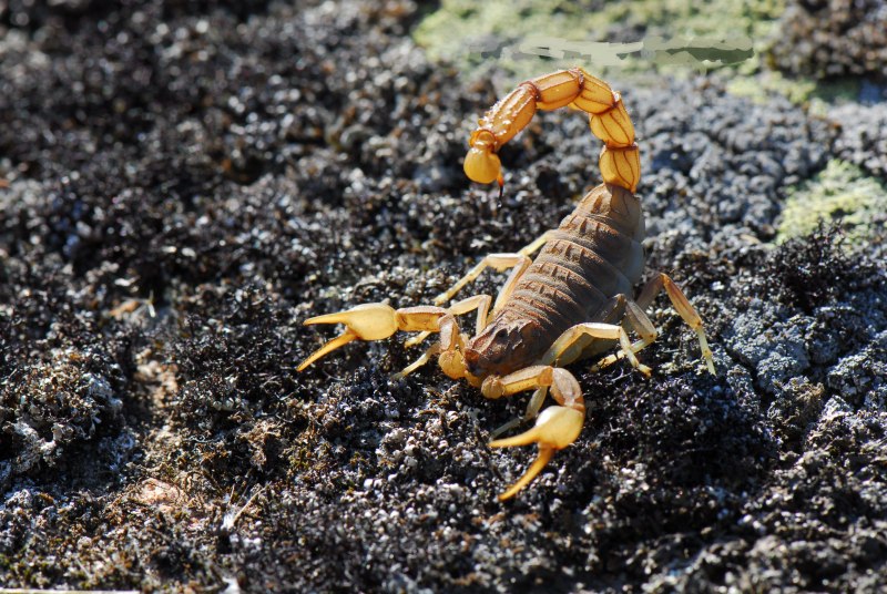 Euscorpius carpathicus