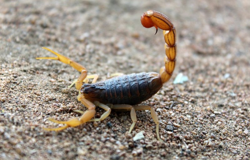 Leiurus quinquestriatus