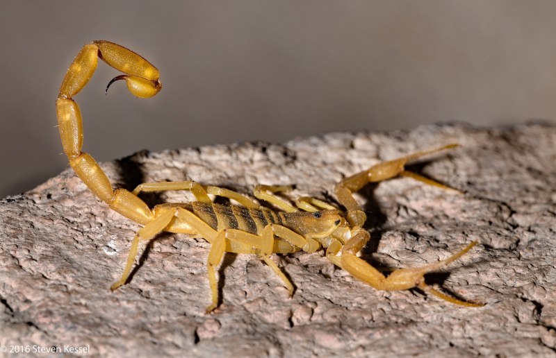 Heterometrus cyaneus