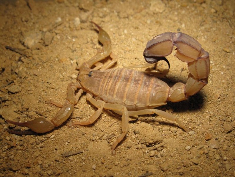 Индийский Скорпион