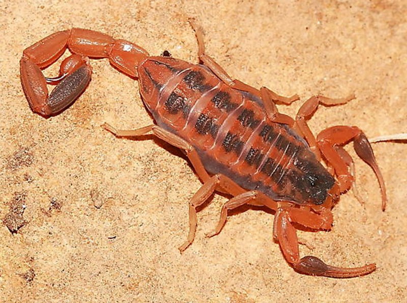 Скорпион Centruroides