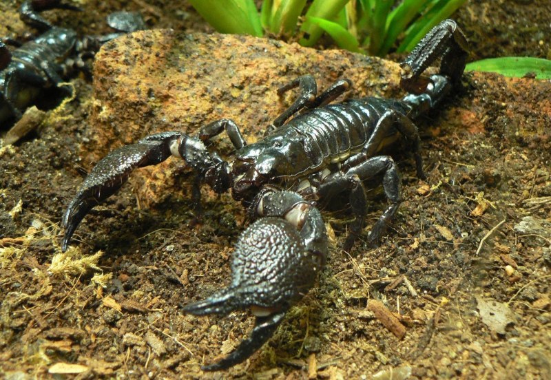 Скорпион Heterometrus petersi