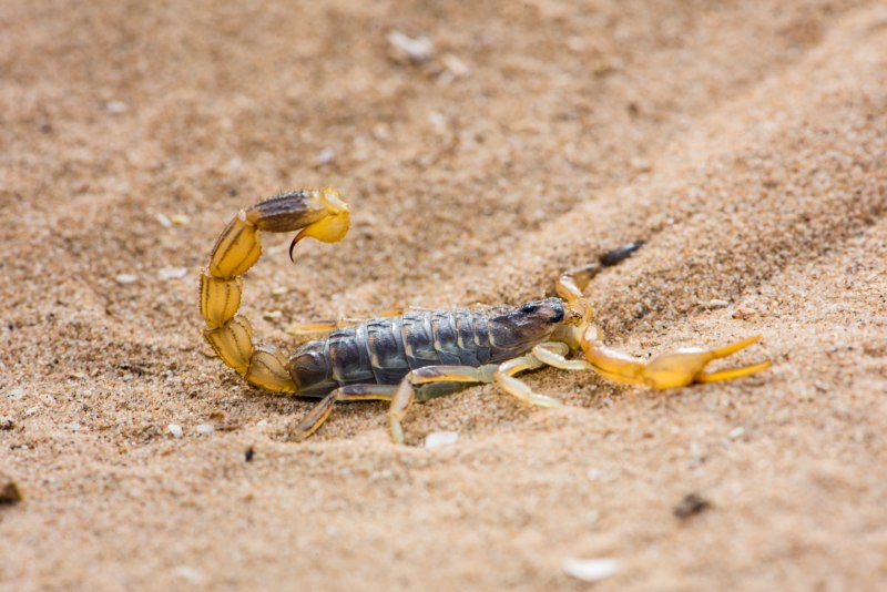 Uroplectes lineatus, Скорпион
