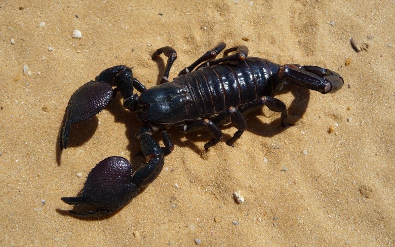 Hadrurus arizonensis