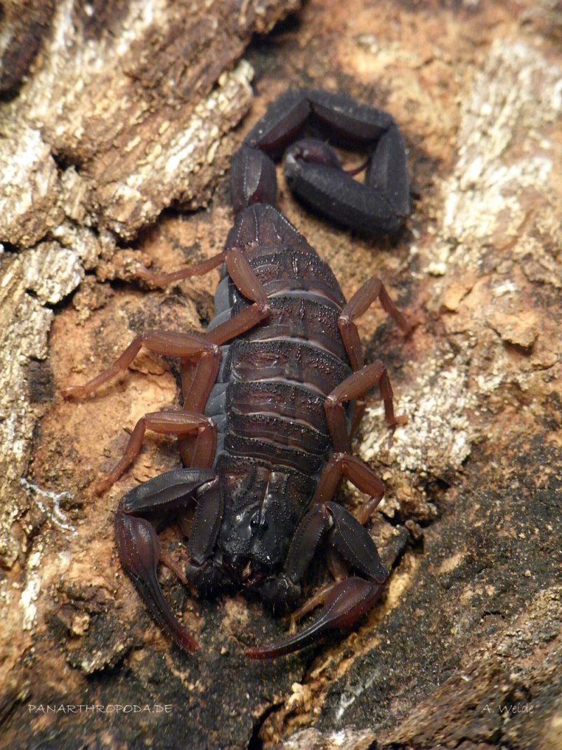 Скорпион Microtityus Minimus