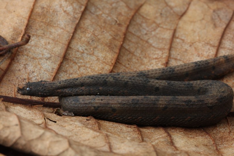 Trachyboa boulengeri