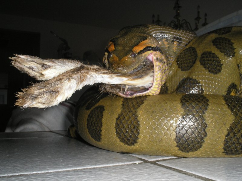 Boa Constrictor Imperator