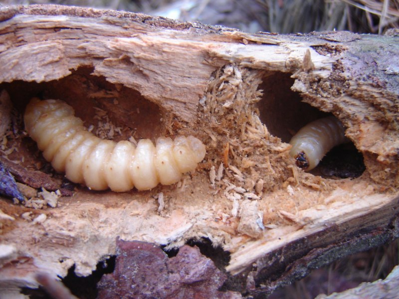 Личинка жука дровосека (73 фото)