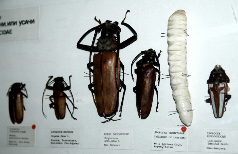 Rhagium Inquisitor личинка
