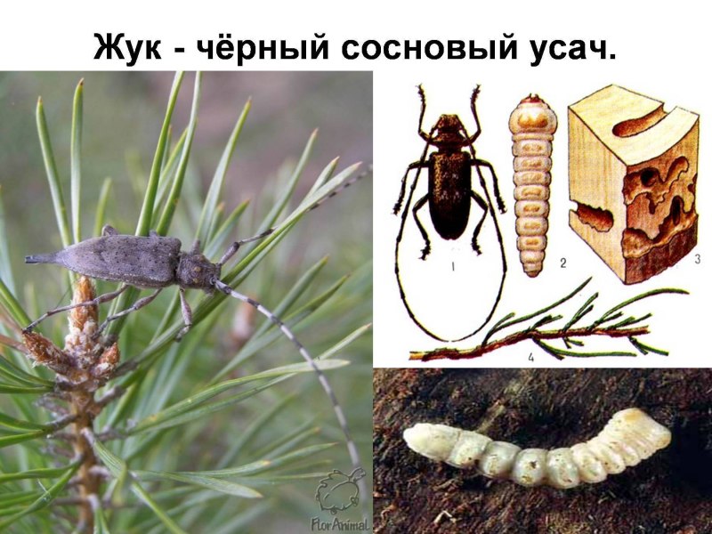 Жук короед личинка гусеница