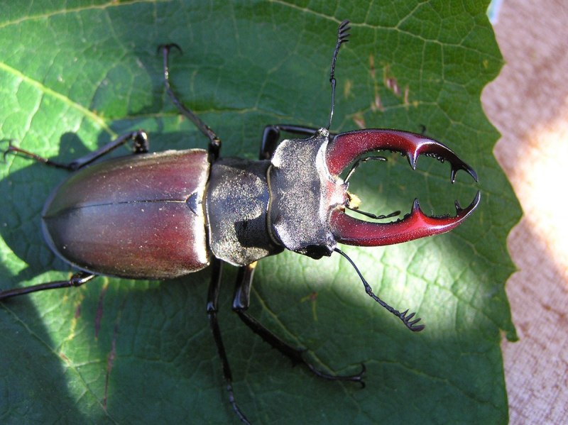 Жук Callidium violaceum