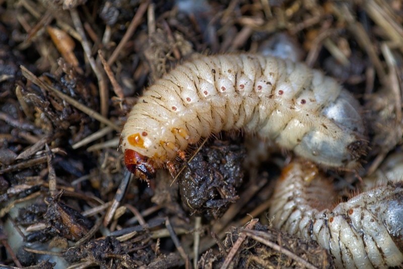 Prionus coriarius Жук