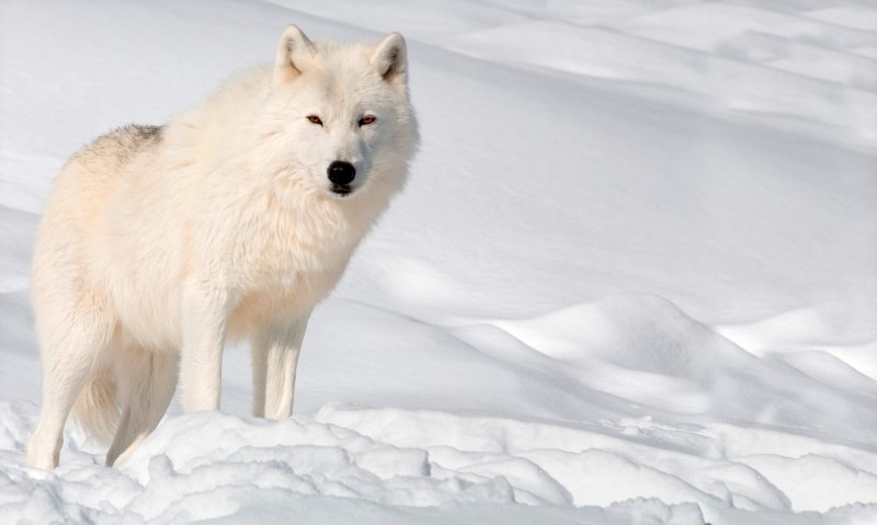 Волк полярный (66 фото)