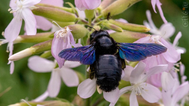Ксилокопа фиолетовая Xylocopa violacea