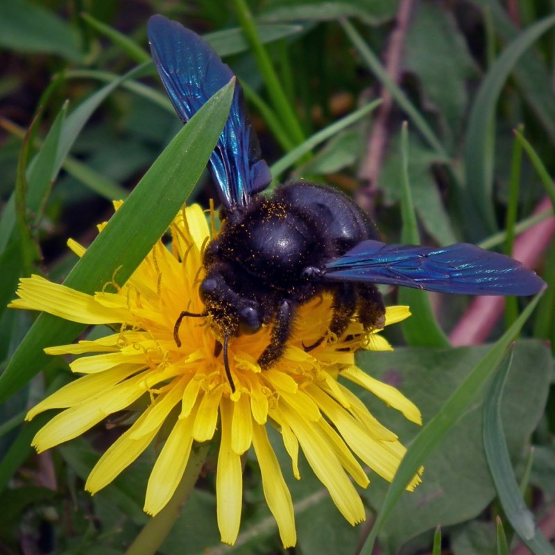 Пчела-плотник Xylocopa Valga