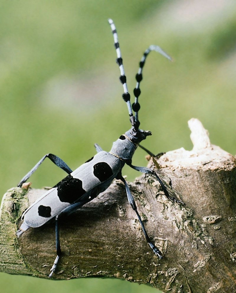 Жук Titanus giganteus