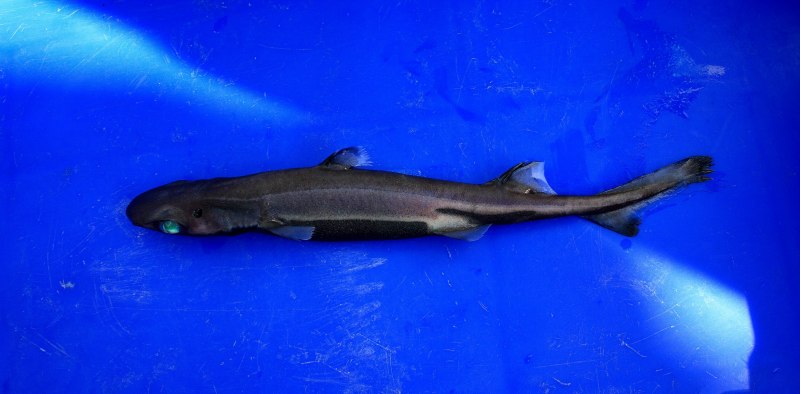 Etmopterus perryi