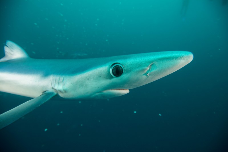 Глубоководная мелкая акула (75 фото)