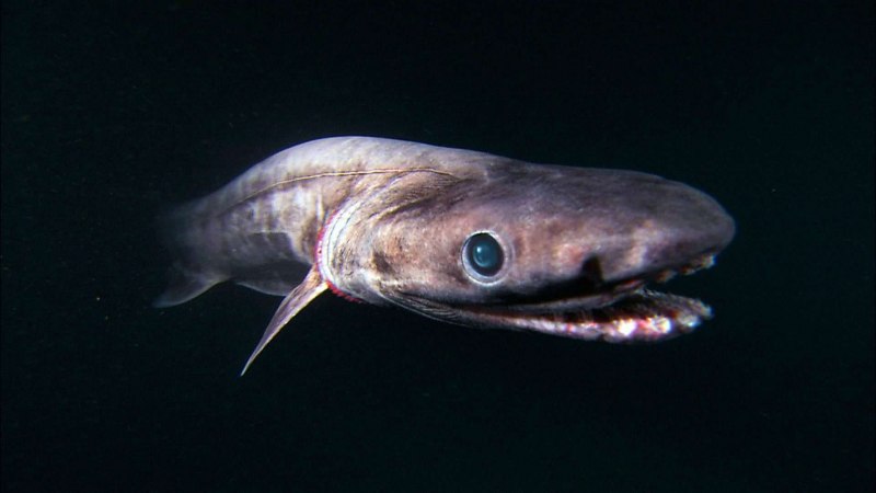 Chlamydoselachus anguineus плащеносная акула
