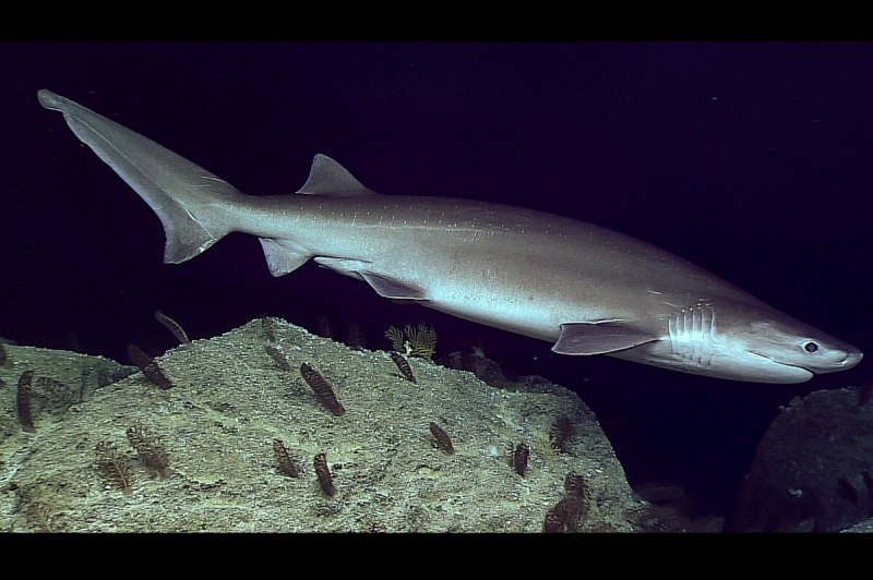 Hexanchus griseus