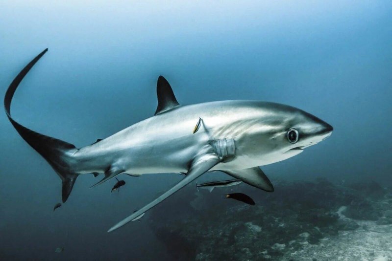 Alopias pelagicus
