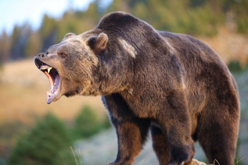 Агрессивный медведь (65 фото)