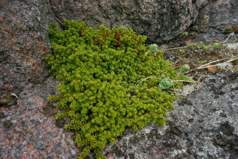 Мхи и лишайники острова Врангеля