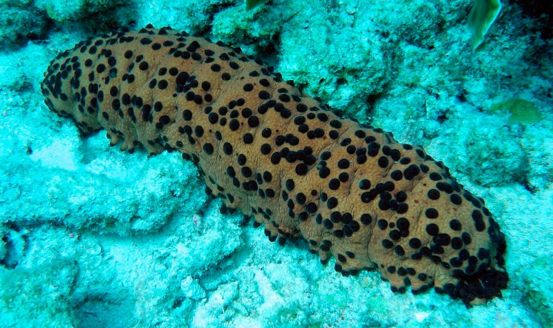 Голотурия Морское яблоко (Pseudocolochirus Tricolor)