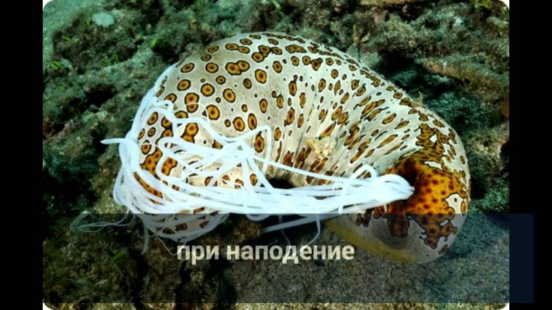 Голотурии Галапагос