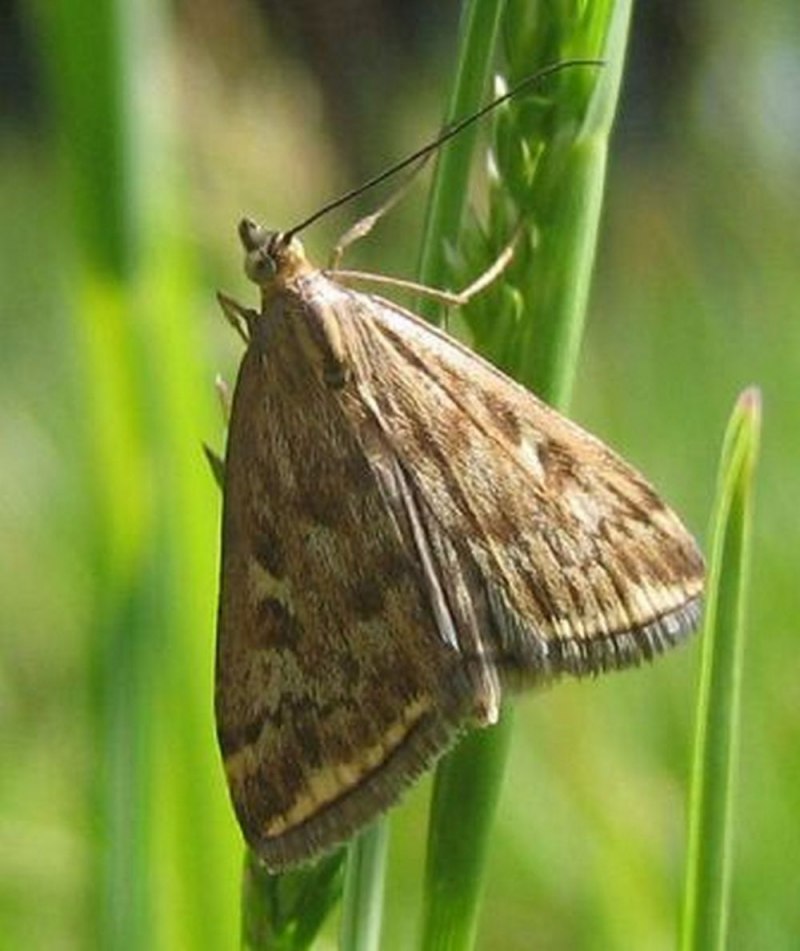 Луговой мотылек (Margaritia sticticalis)