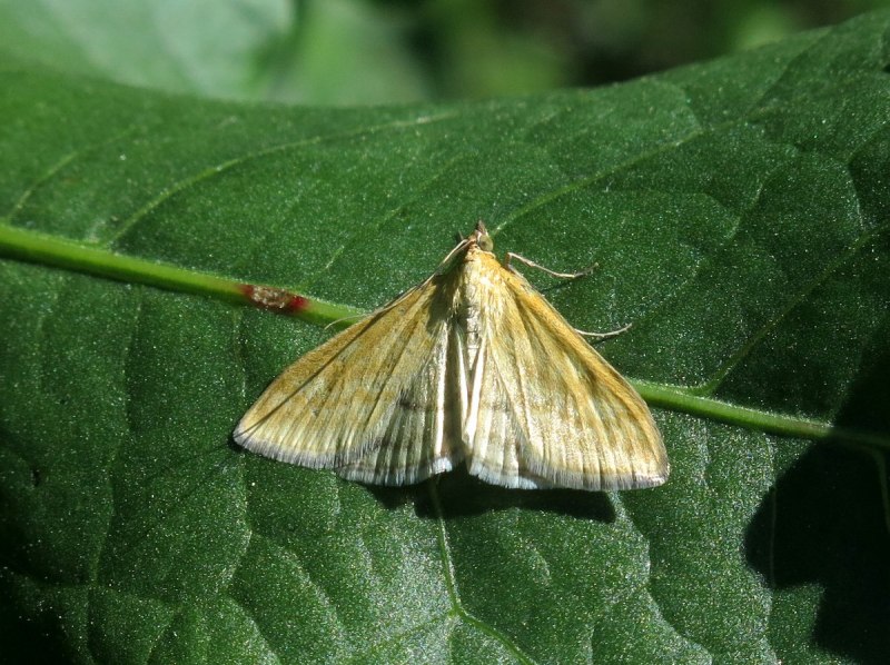 Луговой мотылек (Margaritia sticticalis)
