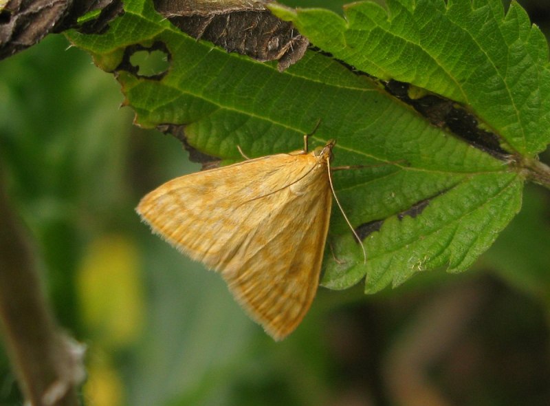Луговой мотылёк Pyrausta (Loxostege) sticticalis