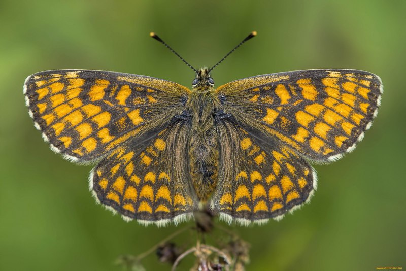 БУЛАВОУСЫЕ чешуекрылые Butterfly