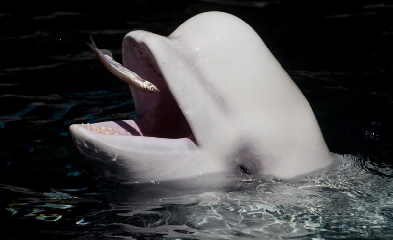 Косатка - Orcinus Orca (Дальневосточная Плотоядная популяция)