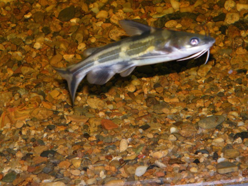 Косатка скрипун Pelteobagrus fulvidraco