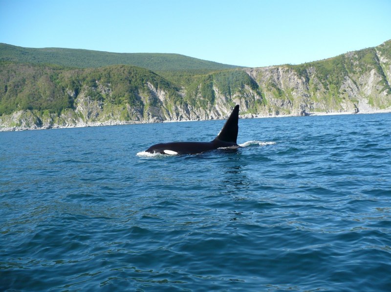 Косатка Orcinus Orca