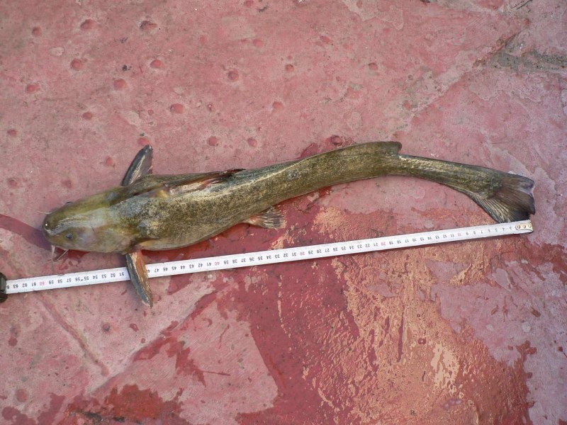 Pelteobagrus fulvidraco