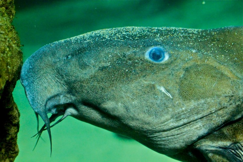 Сом Солдатова Soldatov Catfish