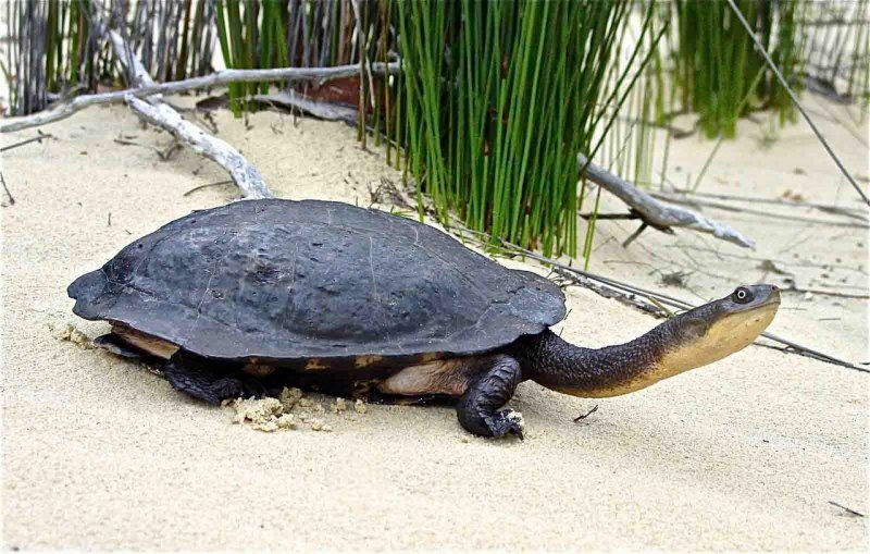 Змееголовая черепаха (70 фото)