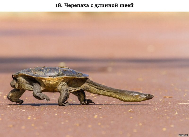 Chelodina oblonga