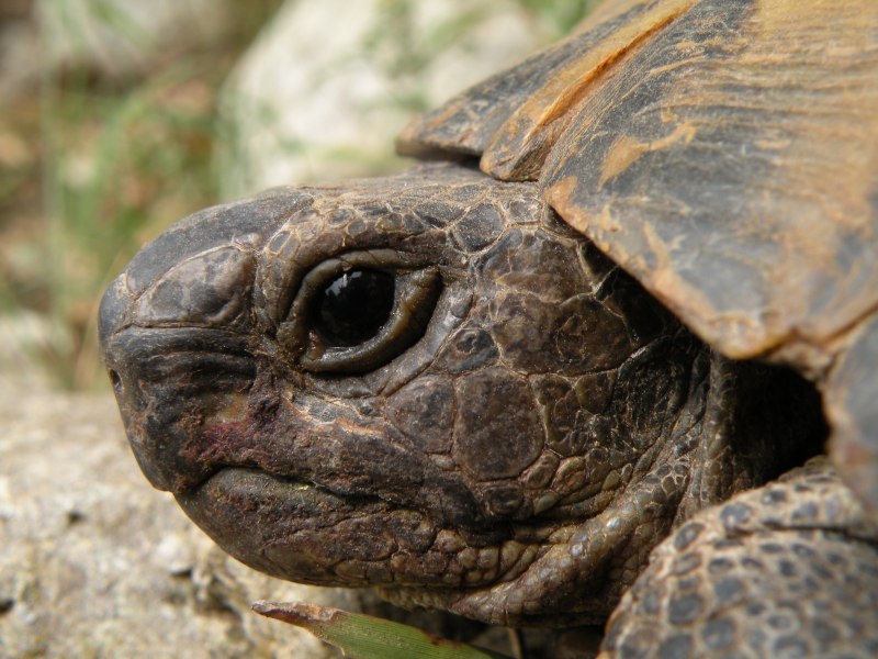 Дальневосточная черепаха Trionyx sinensis